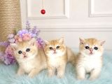 Show Kalite British Shorthair Golden Bebekler