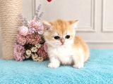 Show Kalite British Shorthair Golden Bebekler