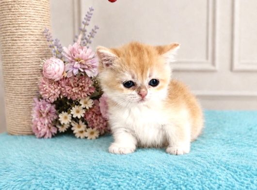 Show Kalite British Shorthair Golden Bebekler görsel