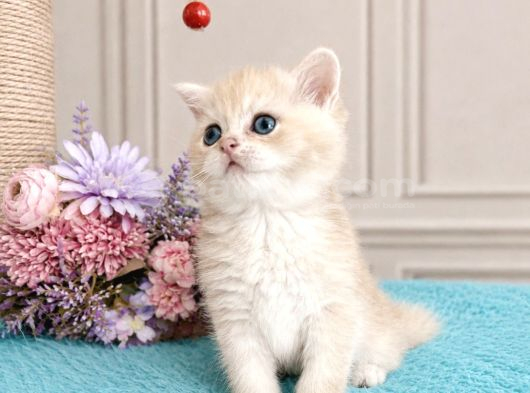 Show Kalite British Shorthair Golden Bebekler görsel