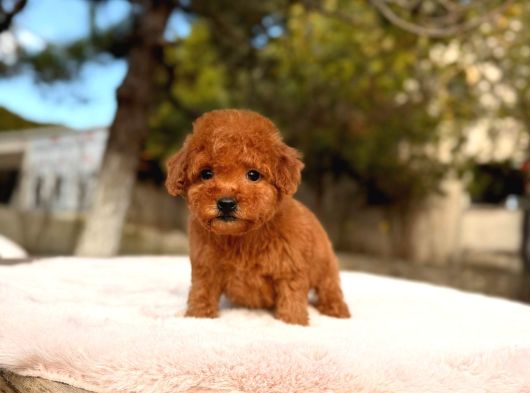 Toy Poodle Sevi̇mli̇ Yavrular Ev Üreti̇mi̇ görsel
