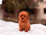 Toy Poodle Sevi̇mli̇ Yavrular Ev Üreti̇mi̇