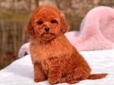 Toy Poodle Sevi̇mli̇ Yavrular Ev Üreti̇mi̇
