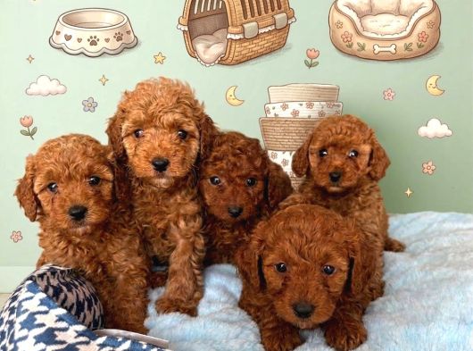 Kipkirmizi Red Toy Poodle Sevi̇mli̇ Yavrular görsel