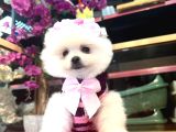 Pomerri̇an Boo Sevi̇mli̇ Yavrular