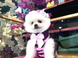 Pomerri̇an Boo Sevi̇mli̇ Yavrular