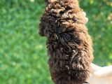 Çikolata Sevimli Toy Poodle Bebekler