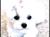 Teacup maltese terrier bebeklerimiz