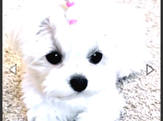 Teacup maltese terrier bebeklerimiz