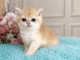 Show Kalite British Shorthair Golden Bebekler