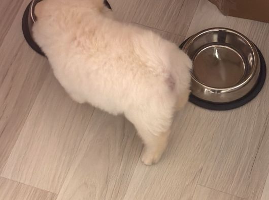 Ufak Burunlu 2 Aylik Dişi Pomeri̇an Boo görsel