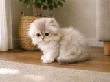 Irkının En Güzelleri British Longhair Gold Ve Blue Gold