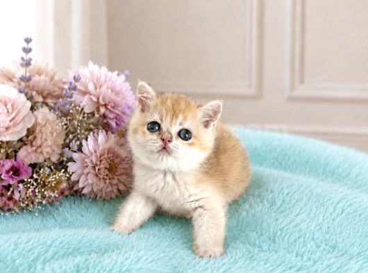 Show Kalite British Shorthair Golden Bebekler görsel