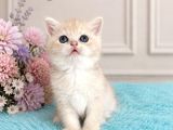 Show Kalite British Shorthair Golden Bebekler