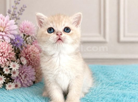 Show Kalite British Shorthair Golden Bebekler görsel