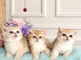 Show Kalite British Shorthair Golden Bebekler