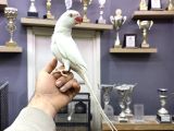 Evci̇l Beyaz Mutasyon Paki̇stan Papağani