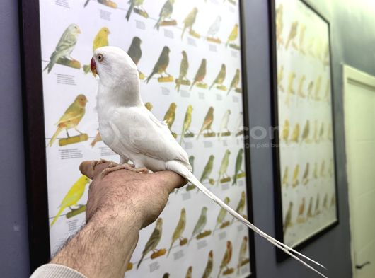Evci̇l Beyaz Mutasyon Paki̇stan Papağani görsel