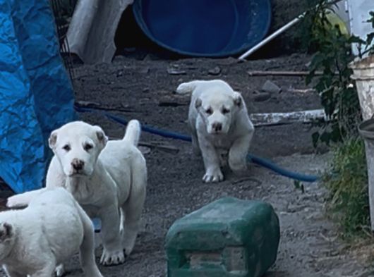 Dev Rus Alabai̇ Türkmen Çoban Köpeği̇ Yavrularimiz görsel