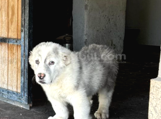 Dev Rus Alabai̇ Türkmen Çoban Köpeği̇ Yavrularimiz görsel