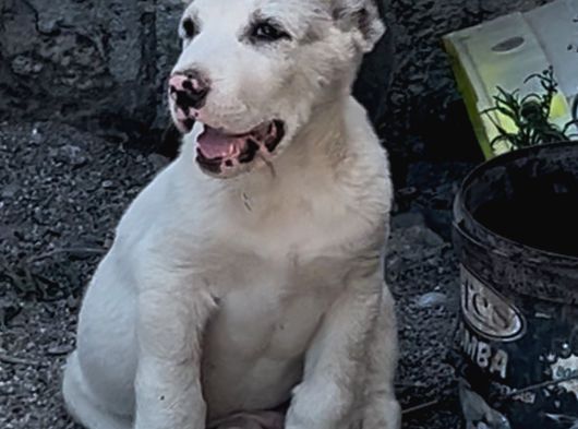 Dev Rus Alabai̇ Türkmen Çoban Köpeği̇ Yavrularimiz görsel