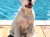 Dev Rus Alabai̇ Türkmen Çoban Köpeği̇ Yavrularimiz