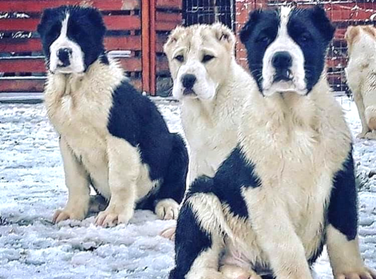 Dev Rus Alabai̇ Türkmen Çoban Köpeği̇ Yavrularimiz görsel