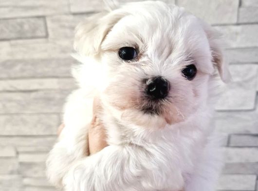 Karbeyaz Garantili Evraklı Mini Kore Maltese Bebekler görsel