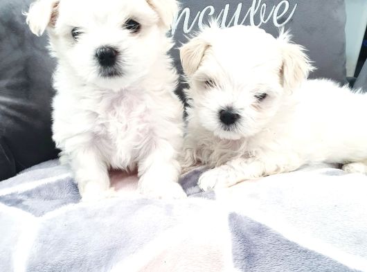 Karbeyaz Garantili evraklı mini kore maltese bebekler