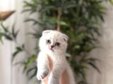 Show Scottish Fold Silver Poi̇nt Yavrularim