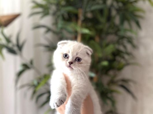 SHOW SCOTTISH FOLD SILVER POİNT YAVRULARIM