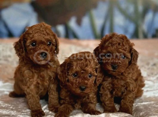 Antialerjik En Iyi Irk Toy Poodle Bebekler görsel