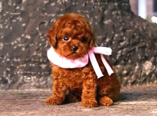 Peluş Oyuncak Tadında Garantili Safkan Kore Evraklı Eğitimli Korepoodle Yavruları görsel