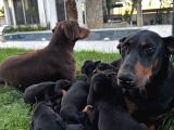 Orijinal King A Kalite Doberman Yavruları