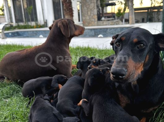 Orijinal King A Kalite Doberman Yavruları görsel