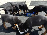 Orijinal King A Kalite Doberman Yavruları