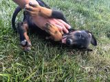 Orijinal King A Kalite Doberman Yavruları