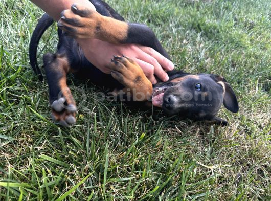 Orijinal King A Kalite Doberman Yavruları görsel