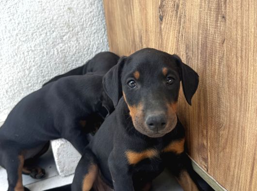 Orijinal King A kalite Doberman Yavruları