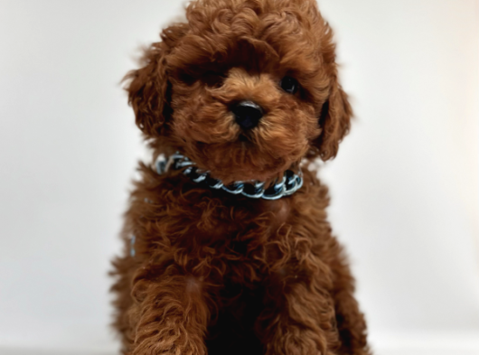 MUHTEŞEM GÜZELLİK DE TOY POODLE YAVRULARIMIZ