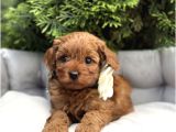 Mi̇ni̇k Kizilcik Malti̇poo Yavrularimiz