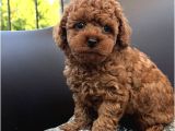 Oyuncak Gi̇bi̇ Safkan Üst Kali̇te Toy Poodle Yavrulari