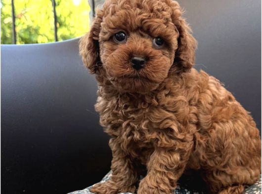 OYUNCAK GİBİ SAFKAN ÜST KALİTE TOY POODLE YAVRULARI