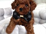 Kore Sevi̇mli̇ Suratli Poodle Bebekleri̇mi̇z