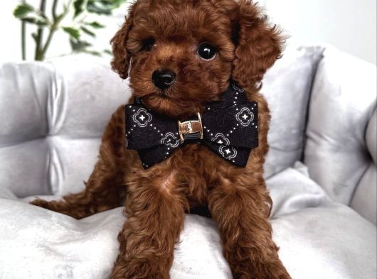 Kore Sevi̇mli̇ Suratli Poodle Bebekleri̇mi̇z görsel
