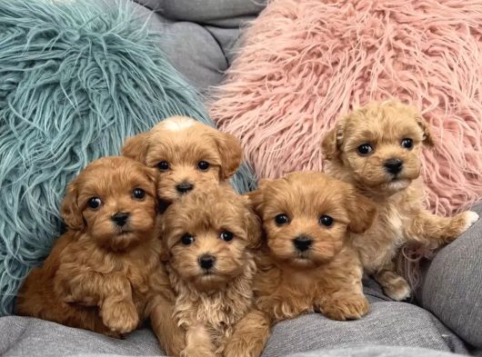 ÇOK TATLI ALTIN ÇOCUKLAR MALTİPOO KARDEŞLER