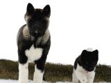 En Asil Evraklı Garantili Safkan Amerikan Akita