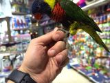 Vonalp Pet Garantisiyle Efsane Güzelli̇kte Lori̇ Papağani