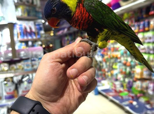 Vonalp Pet Garantisiyle Efsane Güzelli̇kte Lori̇ Papağani görsel