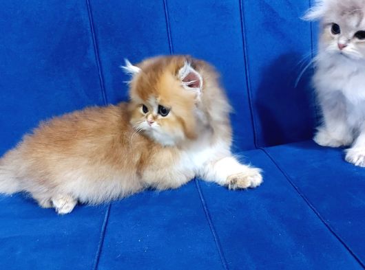 Irkının En Güzelleri British Longhair Gold Ve Blue Gold görsel